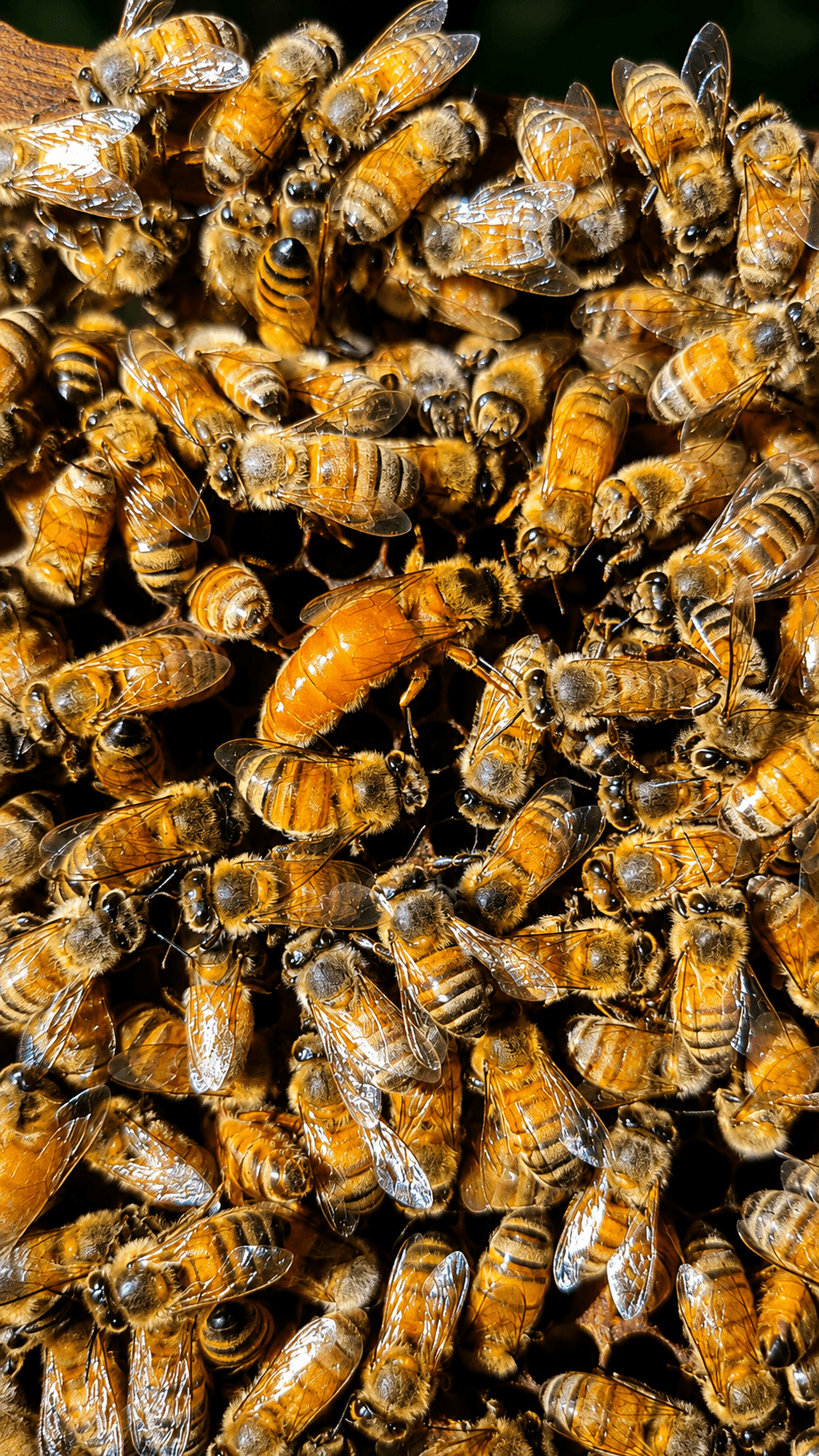 Abejas de la colmena de AMIELAR